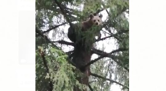VIDEO Urs în copac, acum, la o pensiune din Predeal!