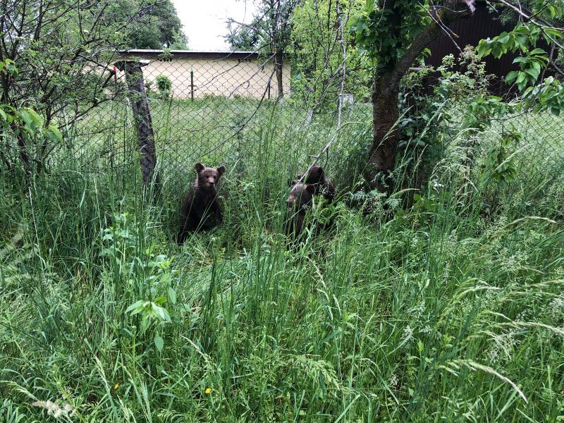 VIDEO+FOTO Panică, ieri, la Hârseni! O ursoaică și puii ei au "vizitat" localitatea!