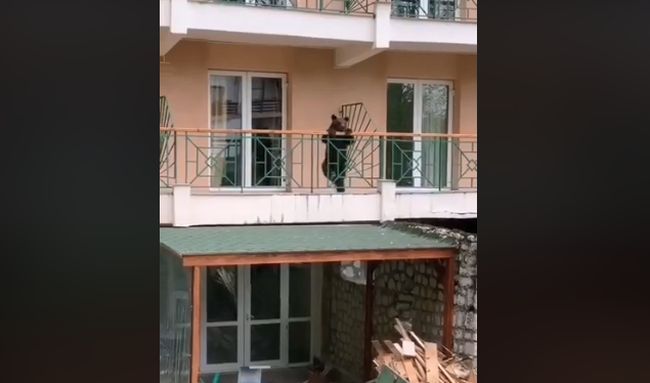 VIDEO Ursuleț filmat la câțiva metri de camerele unui hotel din Predeal