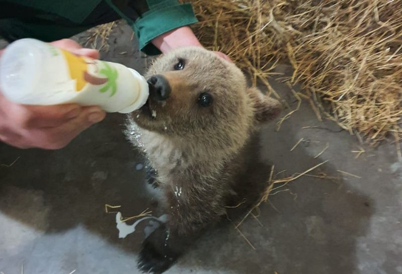 VIDEO Sfârșit tragic pentru un pui de urs de la Hârseni