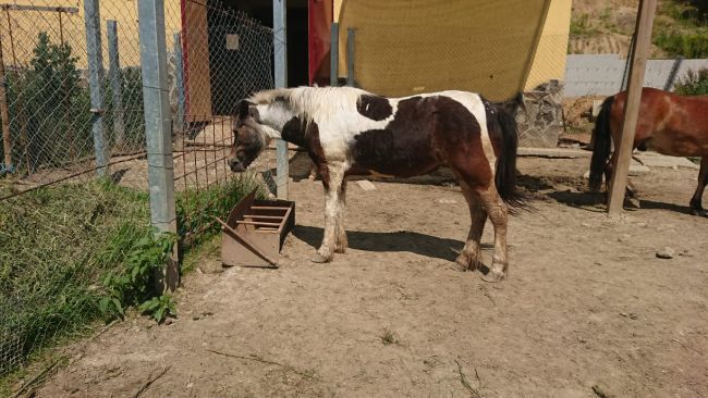 Terapie cu ponei și cai, la Zoo Brașov (FOTO)