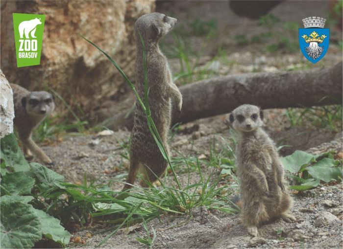 Copiii pot vizita gratuit, astăzi, Grădina Zoologică! Ultima intrare, la ora 19.15