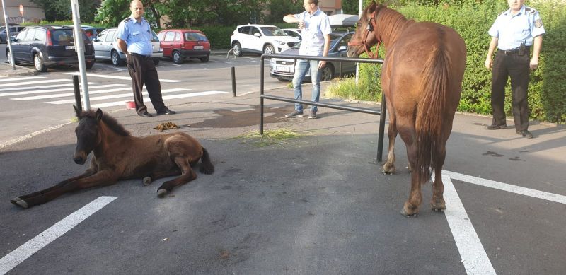 FOTO+VIDEO Căluții au venit la oraș! La trap, pe Calea București!