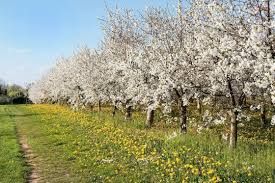 Care sunt cele mai profitabile culturi agricole, în 2020? (P)