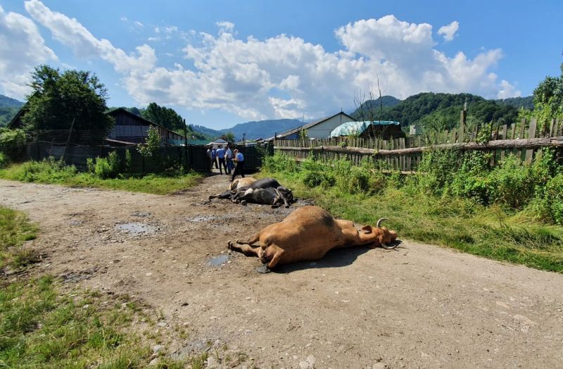 8 vaci moarte lângă un depozit de deșeuri din Râșnov