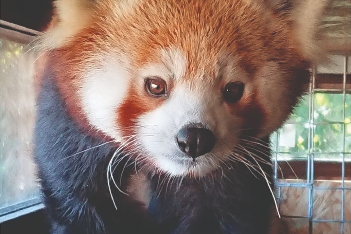 De luni, o nouă atracție la ZOO Brașov