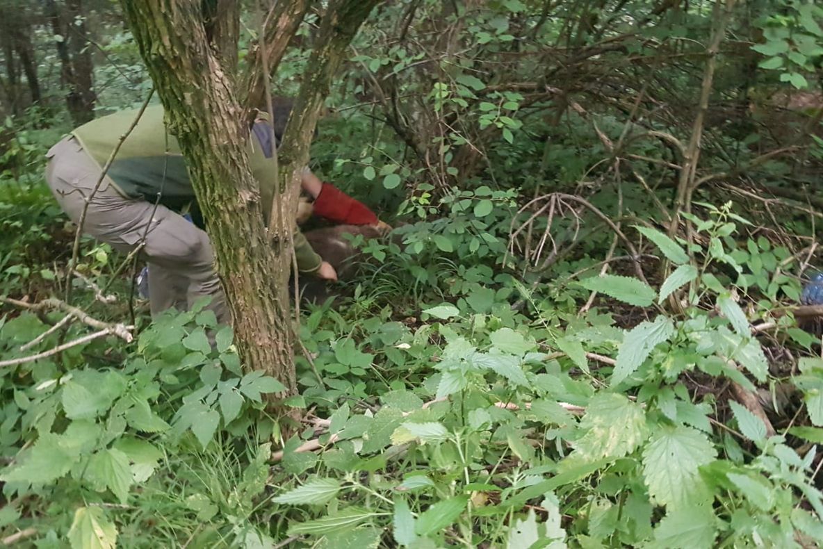 FOTO+VIDEO Pui de urs operat după ce a fost lovit de mașină