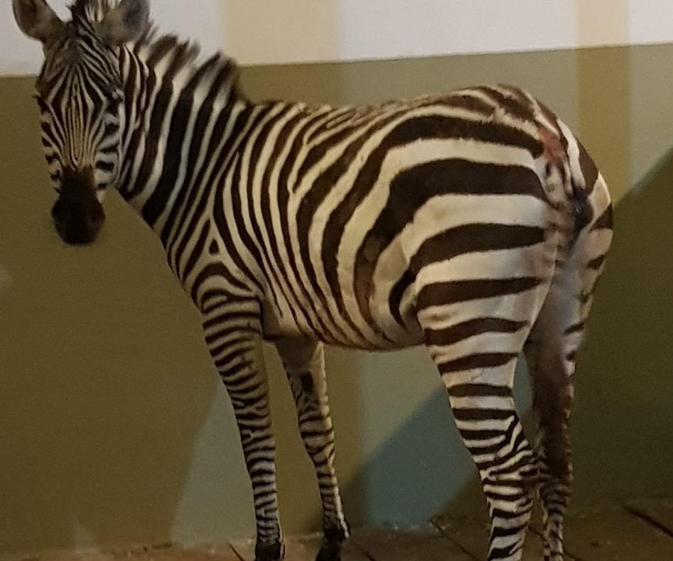 Prima zebră din istoria Zoo Brașov poate fi admirată!