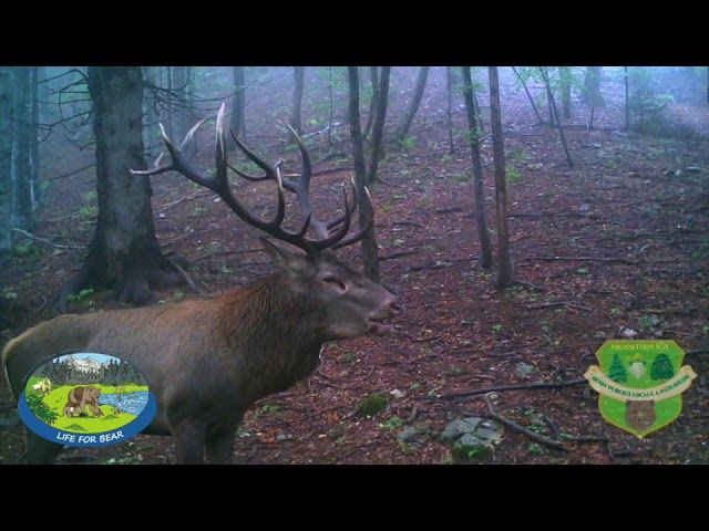 Spectacol oferit de cerbi, în pădurile Brașovului (VIDEO)