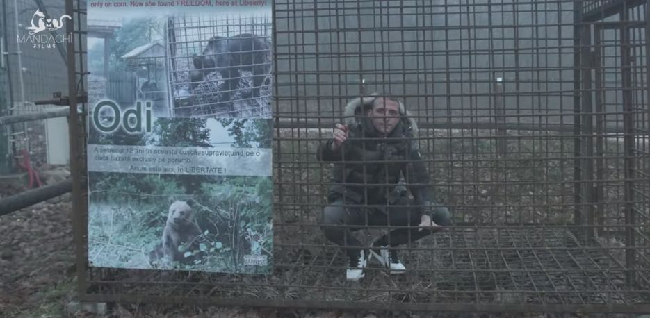 VIDEO Ștefan Mandachi: "Urșii din sanctuarul de la Zărnești au nevoie de ajutor!"