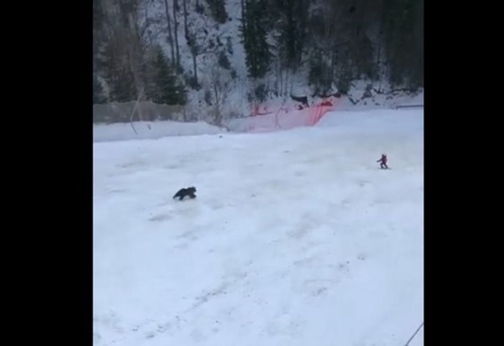 ALERTA EXTREMĂ de URS pe Pârtia Clăbucet, turiștii sunt avertizați să se îndepărteze