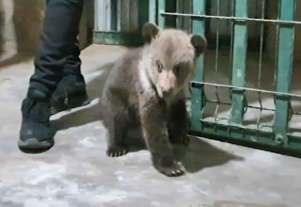 VIDEO Doi pui de urs înfometați au fost aduși, de la Sibiu, la Rezervația Libearty