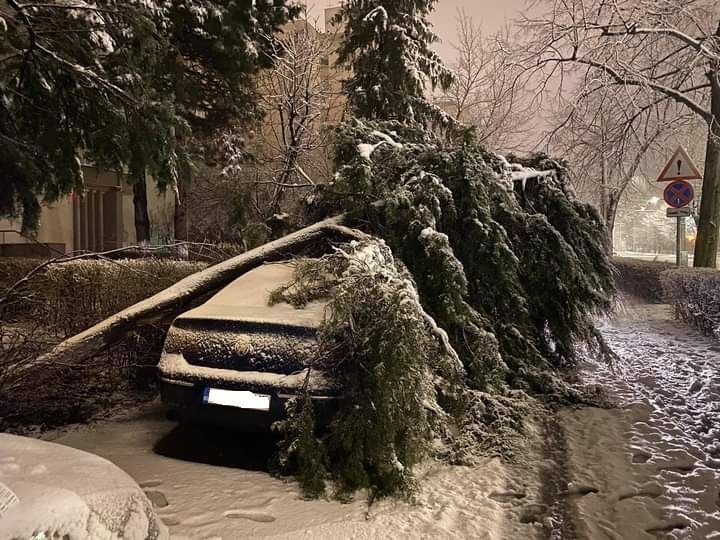 FOTO+VIDEO Incidente în municipiul Brașov, din cauza ninsorii abundente! Mașini avariate de copaci căzuți