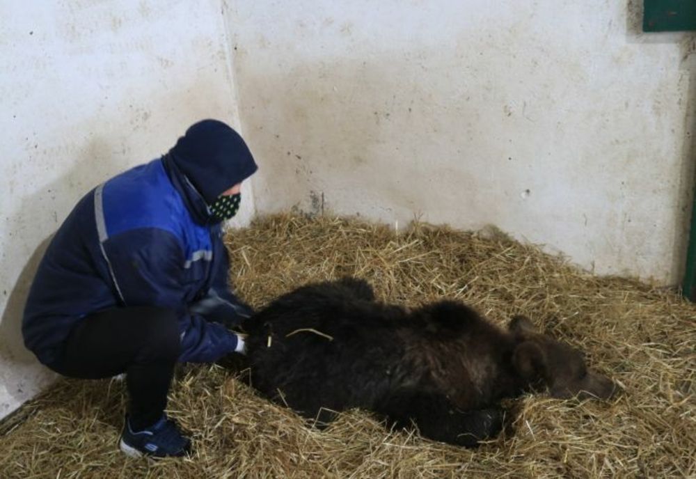 Puiul de urs care intra aproape în fiecare seară în gospodăriile localnicilor dintr-o comună harghiteană a fost adus la sanctuarul Libearty