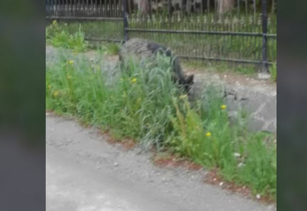 RO ALERT! Urs în cartierul Răcădău!