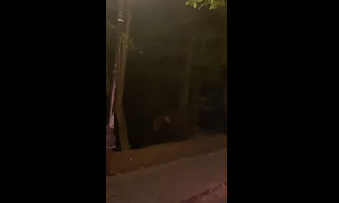 Un urs a vizitat Cetatea Râșnov (VIDEO)