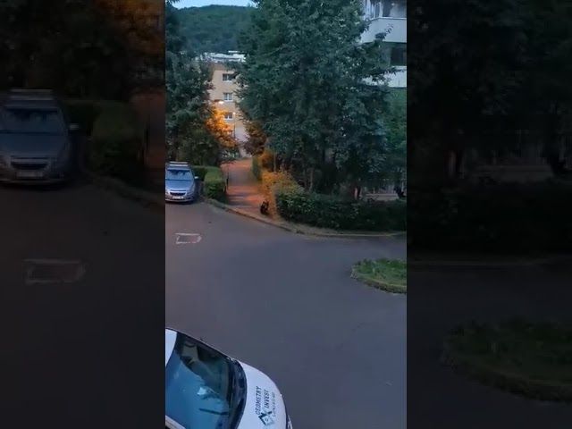 VIDEO Urs printre maşini, în Răcădău!