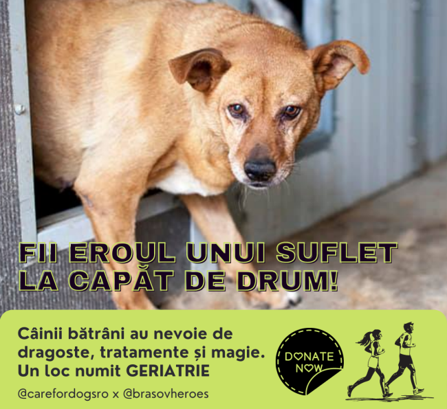 VIDEO Câinii bătrâni au nevoie de ajutorul nostru! Susțineți cauza lor la Brașov Heroes!