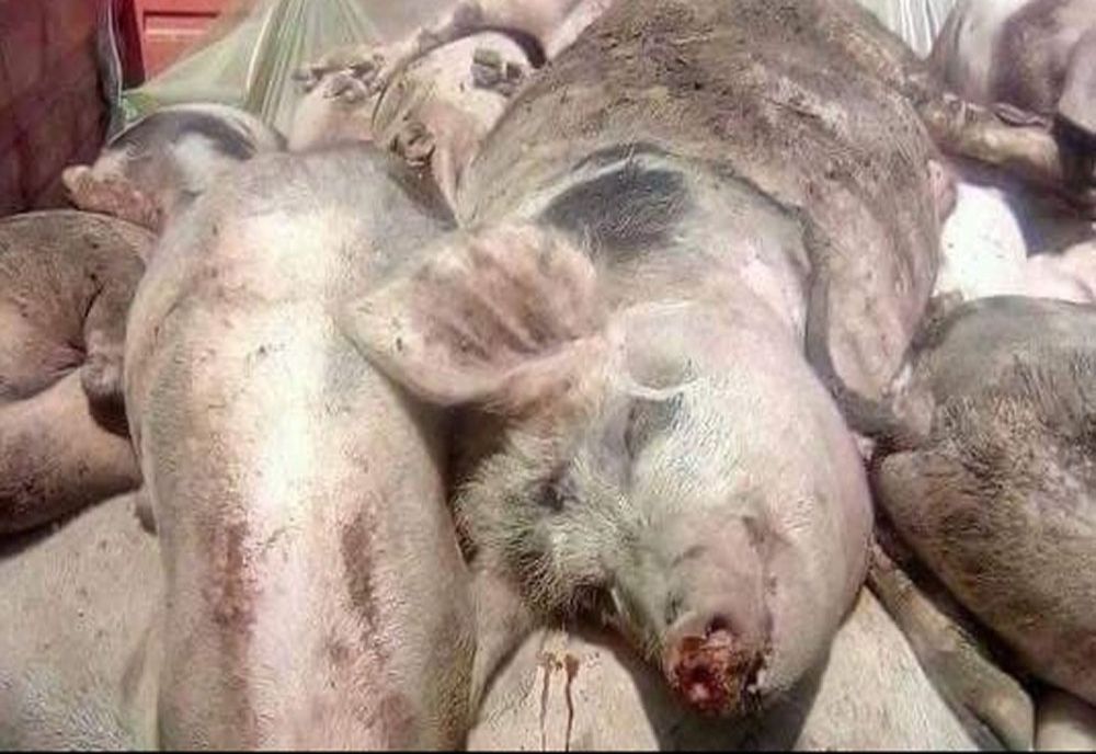 22 de focare de pestă porcină, în județul Braşov!