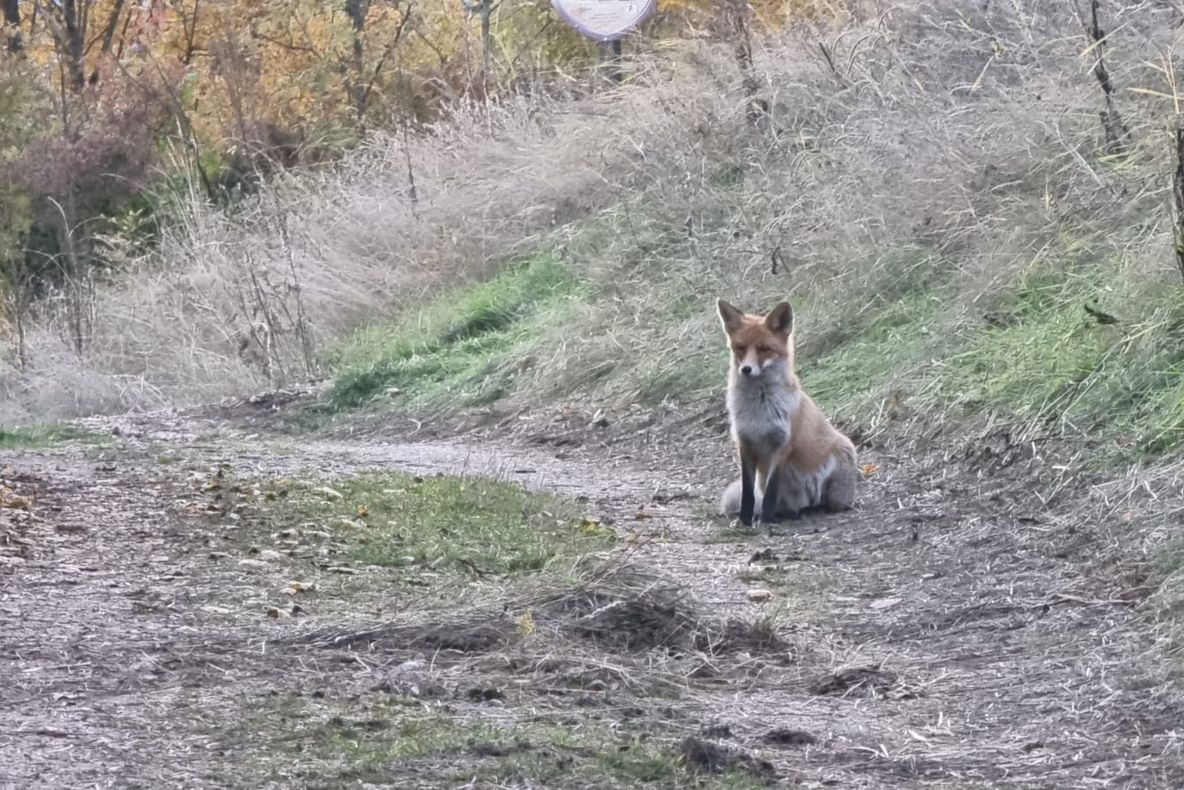 VIDEO Vulpe filmată pe Tâmpa