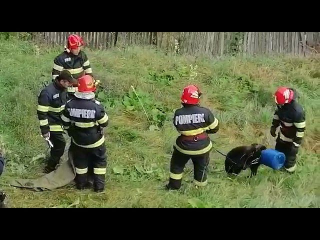 VIDEO Urs rămas captiv, la Predeal!
