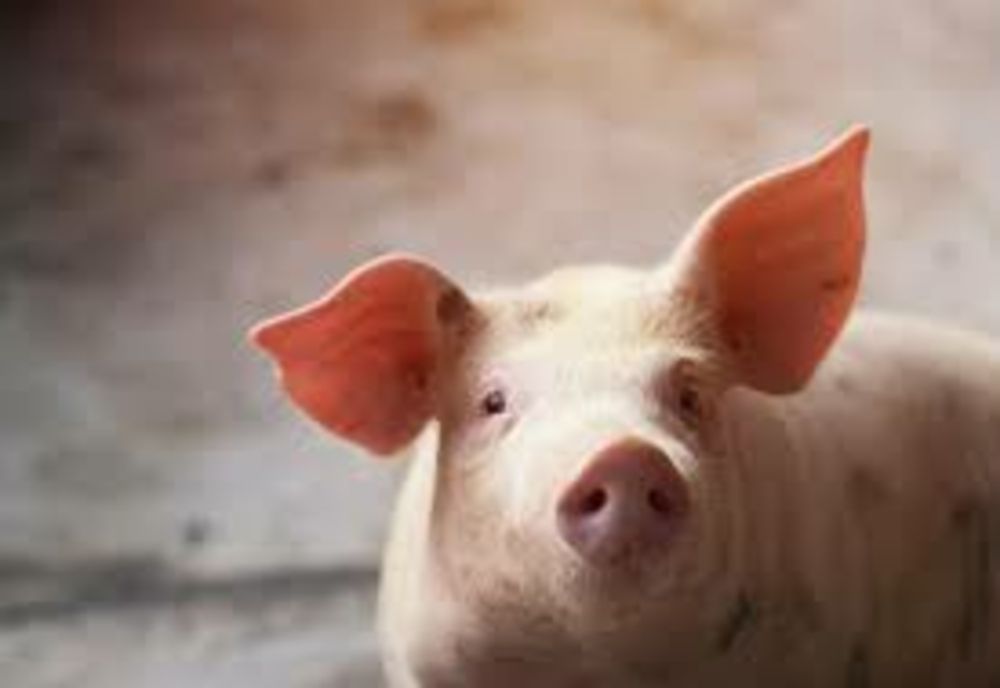 ANSVSA anunță "controale șoc" la vânzătorii de carne de porc