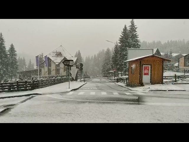 VIDEO Ninge în Poiana Braşov!