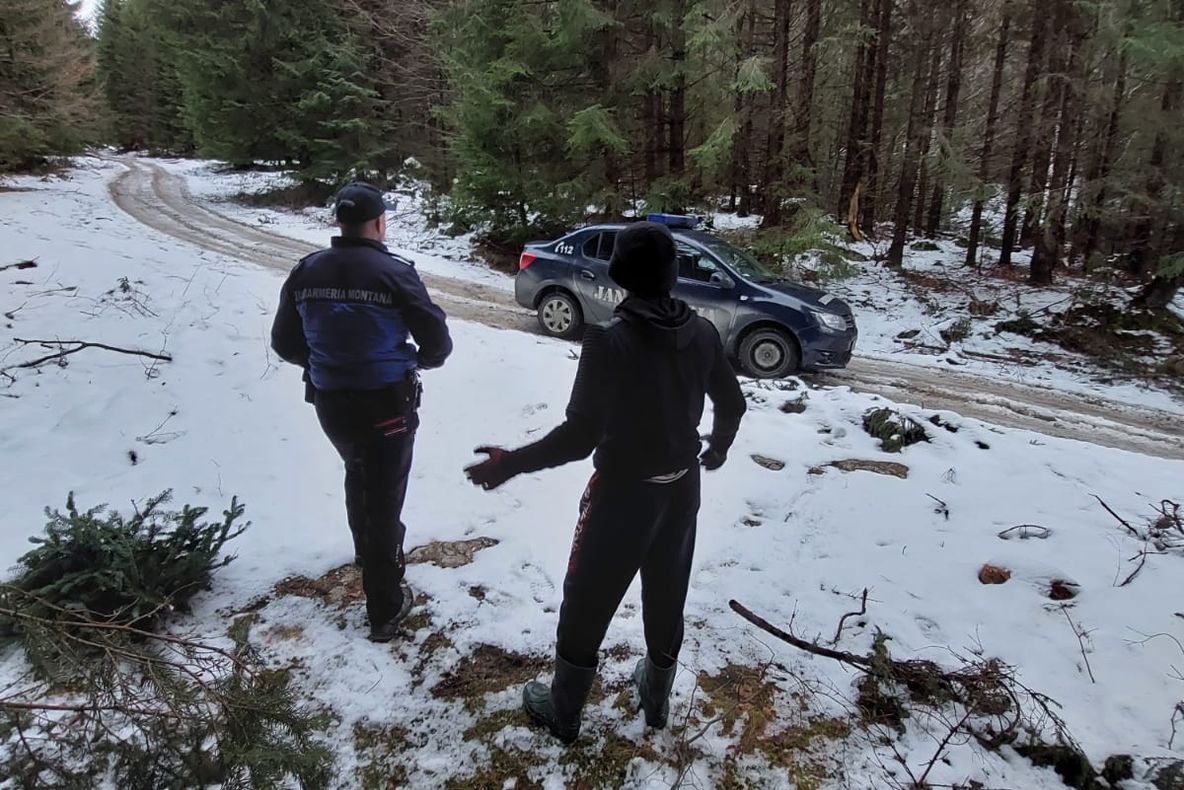 Cetina furată din pădure le-a adus o amendă de 17.000 de lei