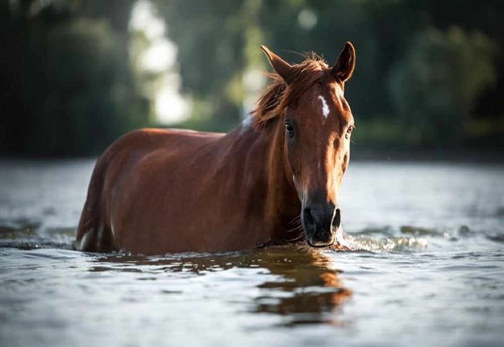 Polițiștii atrag atenția! Operațiile estetice la animale constituie infracțiune!