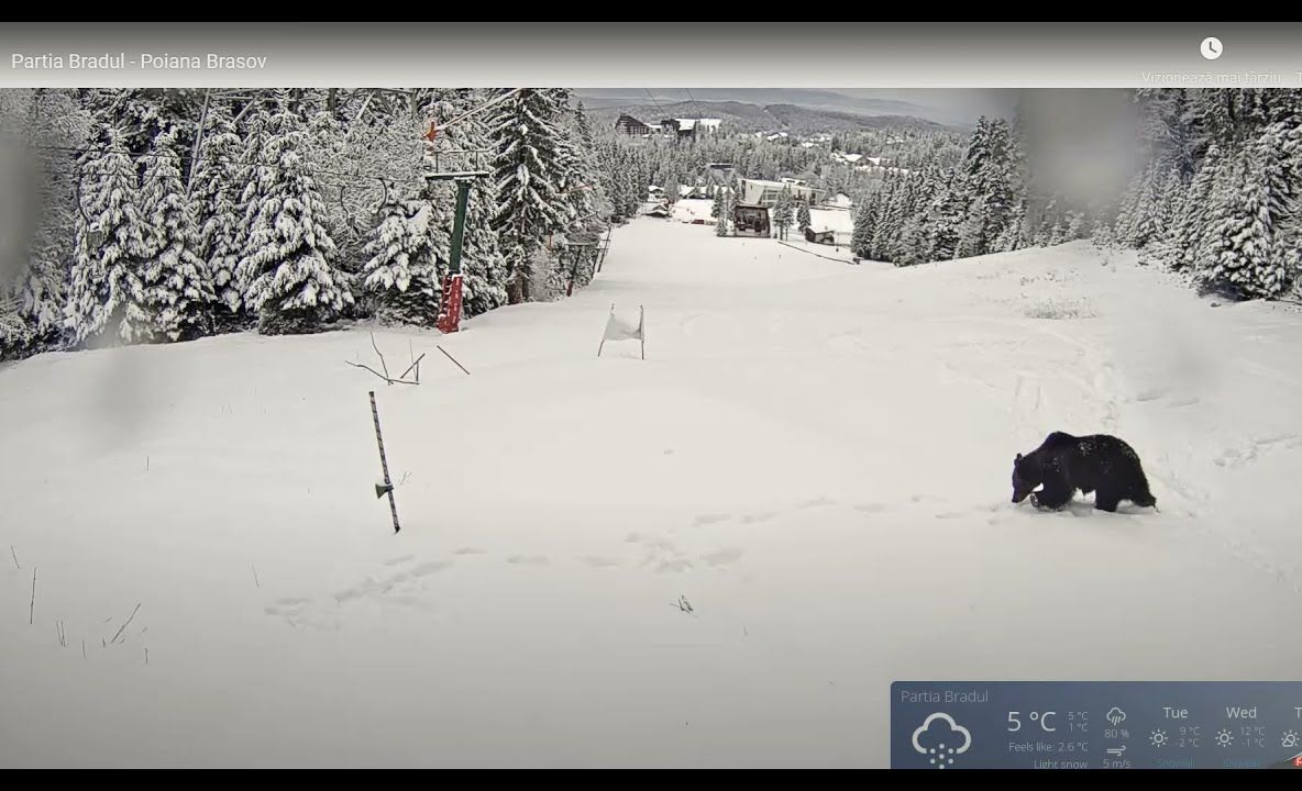 VIDEO Urs pe pârtie, în Poiana Brașov