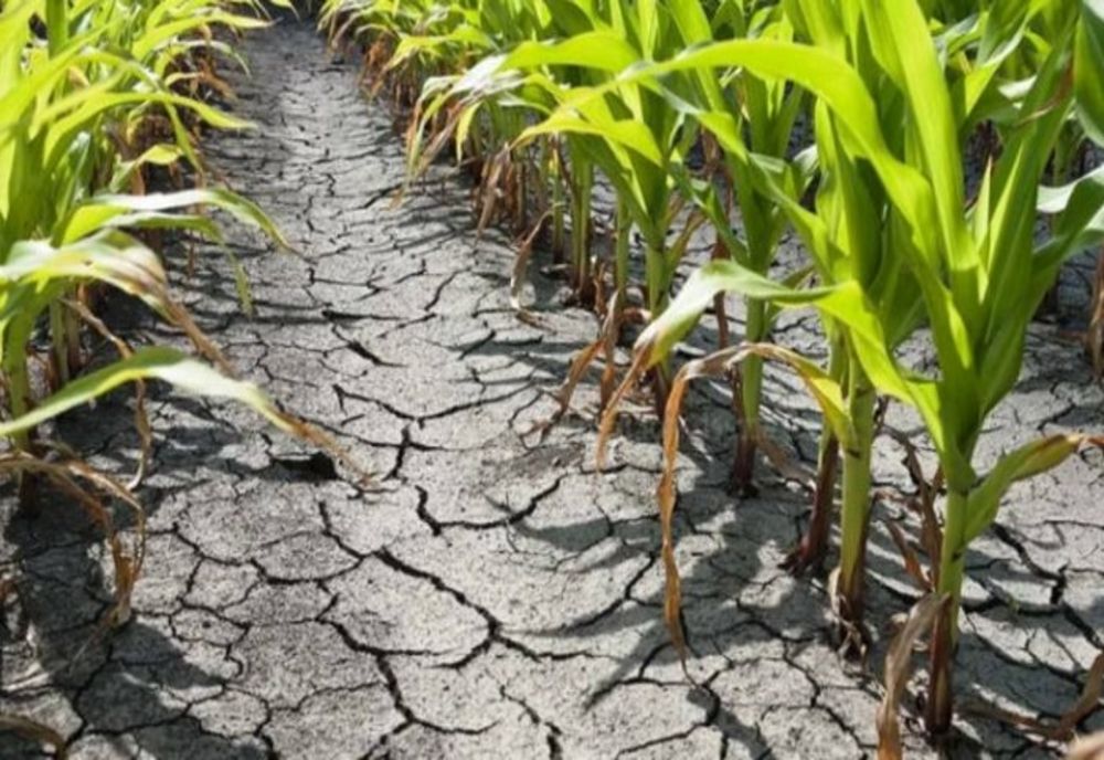 SECETĂ în România! Ministrul Agriculturii: „Sunt 4 instrumente de sprijin pentru fermieri”