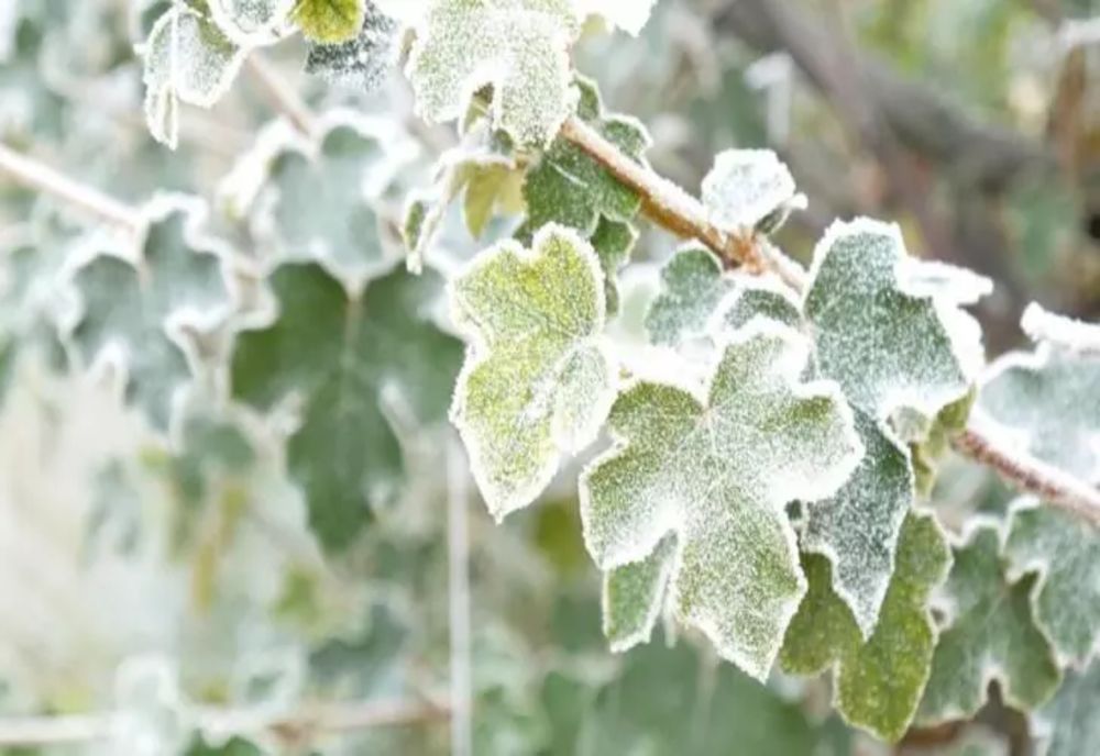 Frig în plină vară! Minime de 2-3 grade celsius, în Harghita și Covasna