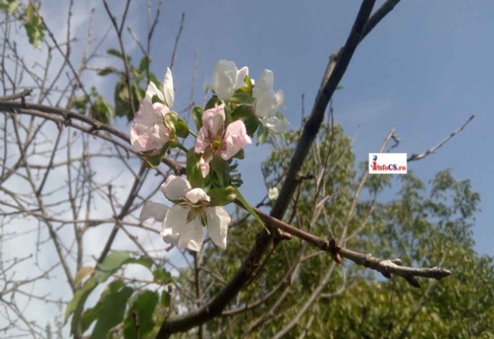 Tot mai multe culturi, afectate de șocurile termice. Petre Daea transmite un avertisment agricultorilor
