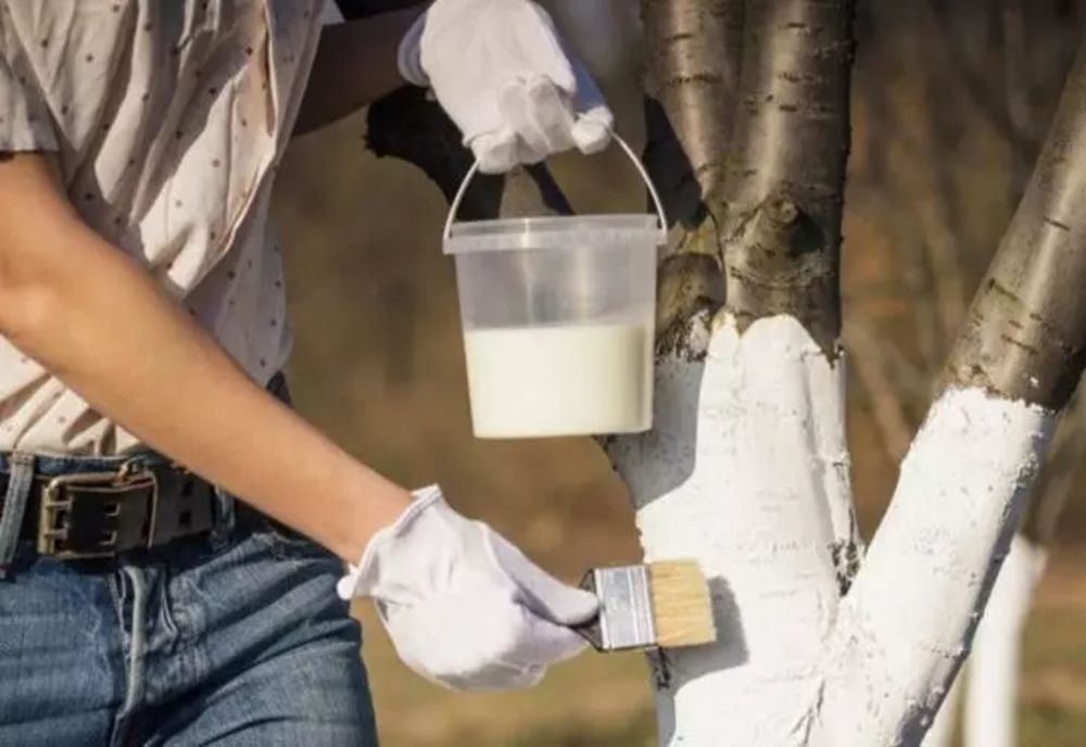 De ce trebuie să văruiești primăvara pomii? Ce se întâmplă dacă folosești vopsea lavabilă în loc de var