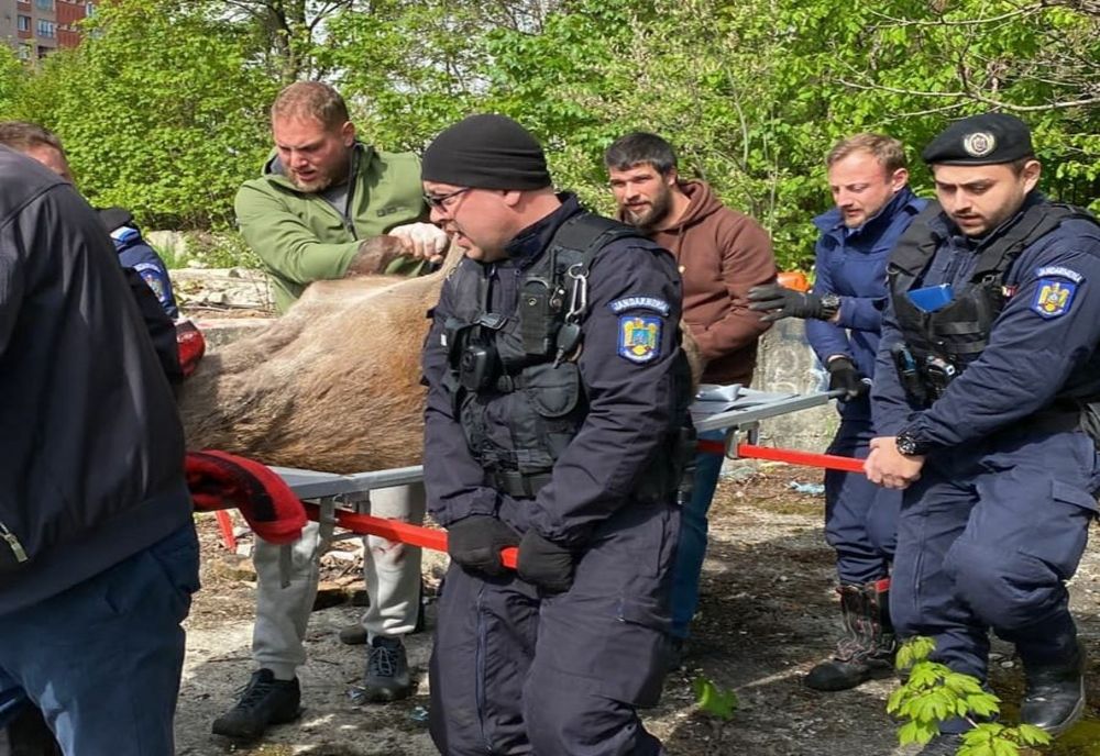 VIDEO + FOTO Mobilizare de urgență a autorităților, la Brașov. Un cerb rătăcit printre blocuri, lângă o școală, a fost capturat și eliberat în pădure