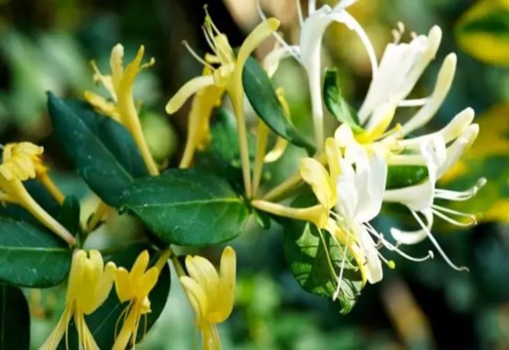 Cum se înmulţeşte Mâna Maicii Domnului. Trucuri pentru o înflorire spectaculoasă