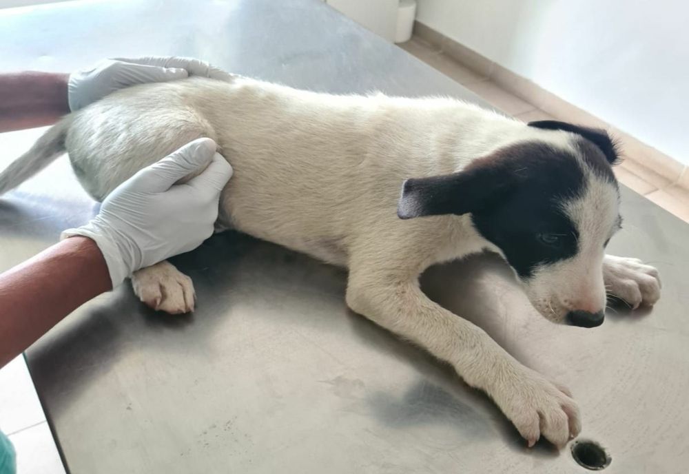 Cruzime fără margine de care a dat dovadă un copil de doar 10 ani. A aruncat de la etaj un cățeluș