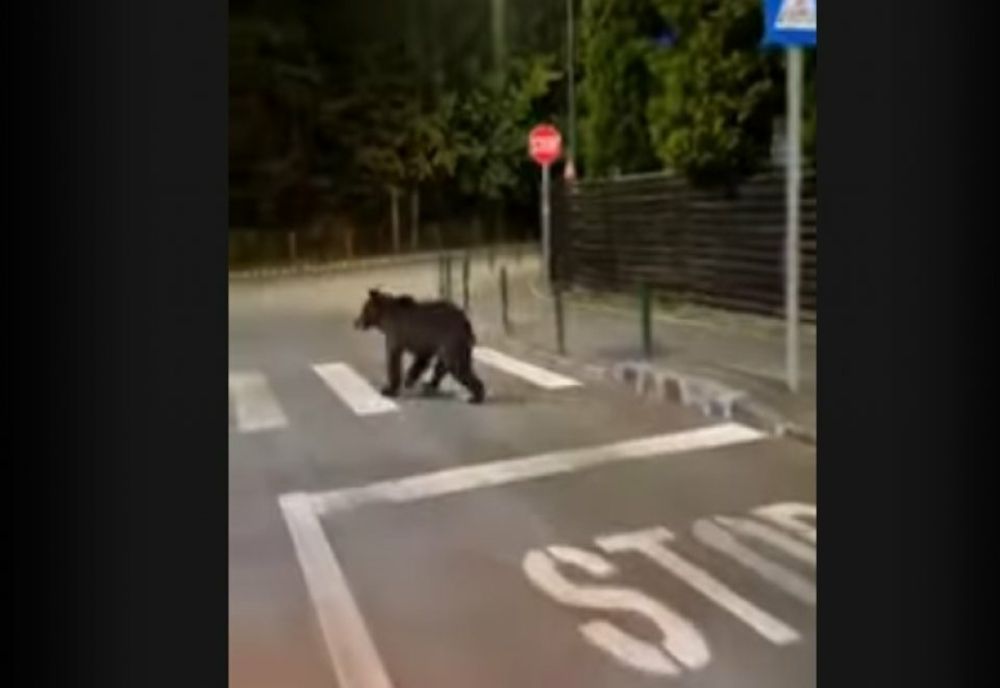 Urs filmat în centrul stațiunii Poiana Brașov | VIDEO