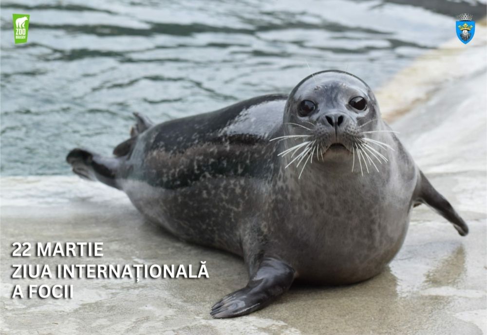 ZIUA INTERNAȚIONALĂ A FOCII VA FI SĂRBĂTORITĂ LA ZOO BRAȘOV