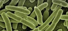 Apă contaminată cu E-Coli în Covasna