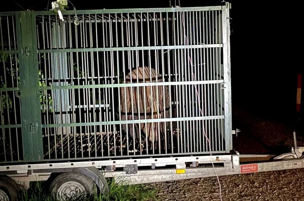 Ursul care a creat probleme în Poiana Braşov, împuşcat