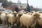 Crescătorii de ovine ies în stradă și avertizează că vaccinarea ar putea distruge exporturile pentru 3-5 ani