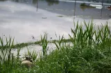 Cod portocaliu de inundații în trei județe din țară. Hidrologii avertizează asupra riscului de viituri