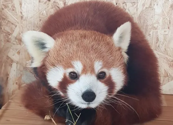 panda rosu