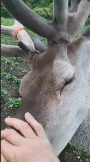 cerb
