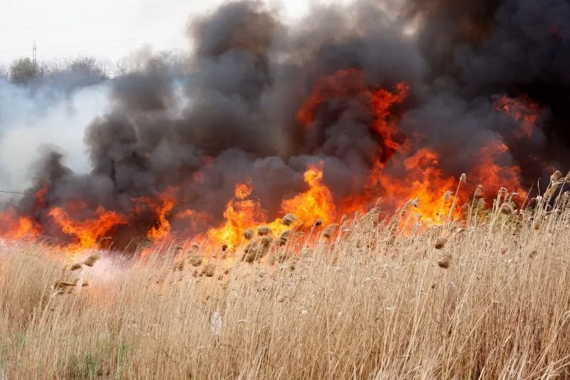 incendiu-vegetatie