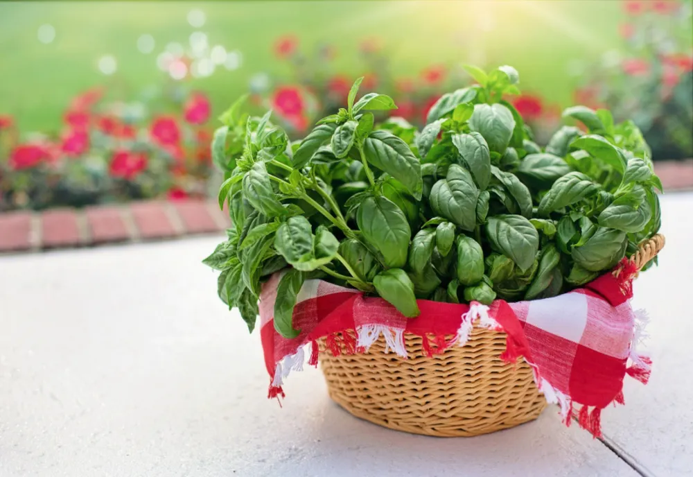 Cultivatorii de plante aromatice beneficiază anul acesta de o schemă de ajutor de minimis