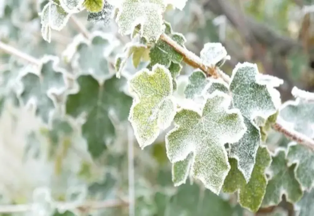 Frig în plină vară! Minime de 2-3 grade celsius, în Harghita și Covasna