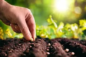 plante