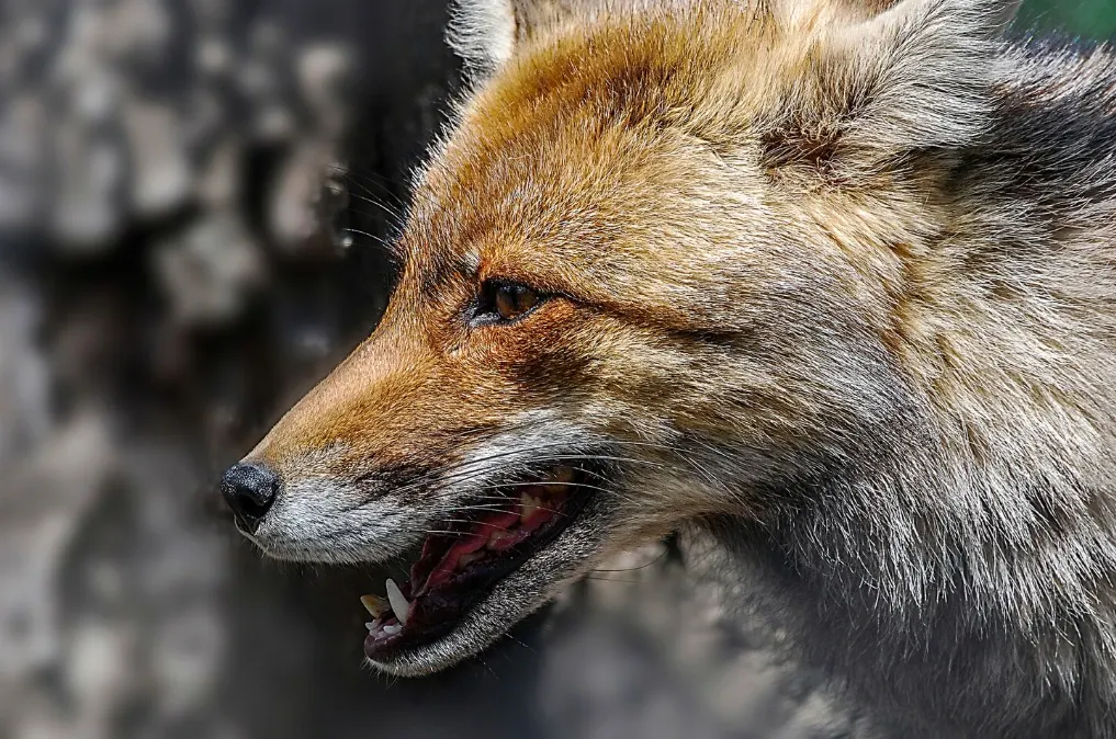 Vulpe